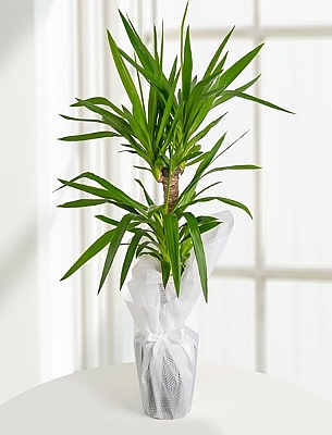İKİLİ YUCCA