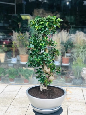 Seramikte Ficus Ginseng