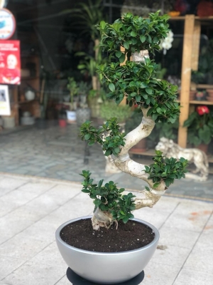 Seramikte Ficus Ginseng - 2