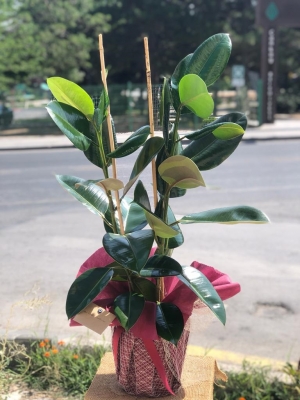 Kauçuk