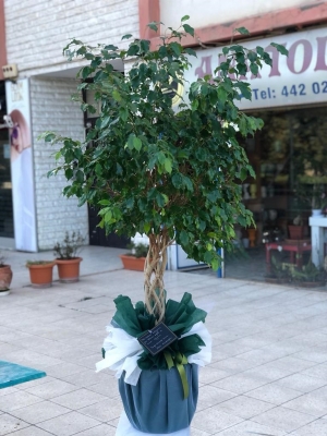 Örgülü Ficus Benjamina