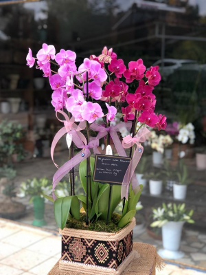 Kutuda Pembe Aşkı 