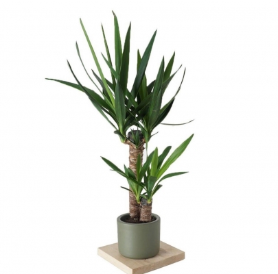 2`li Yucca Gloriosa